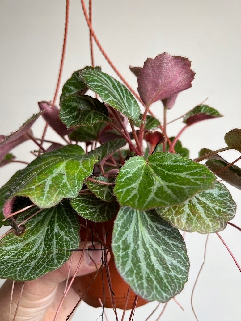 Saxifraga Stolonifera