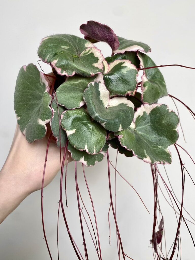 Saxifraga 'Tricolor'