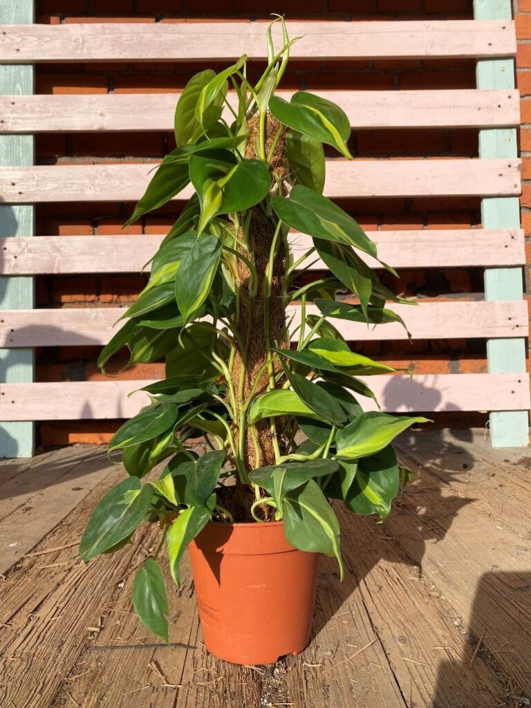 Philodendron Brasil na małym paliku