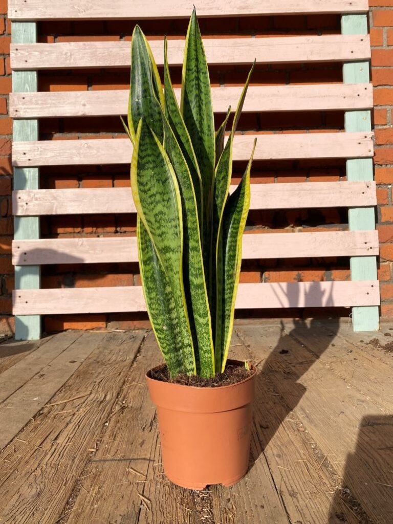 Sansevieria Laurentii