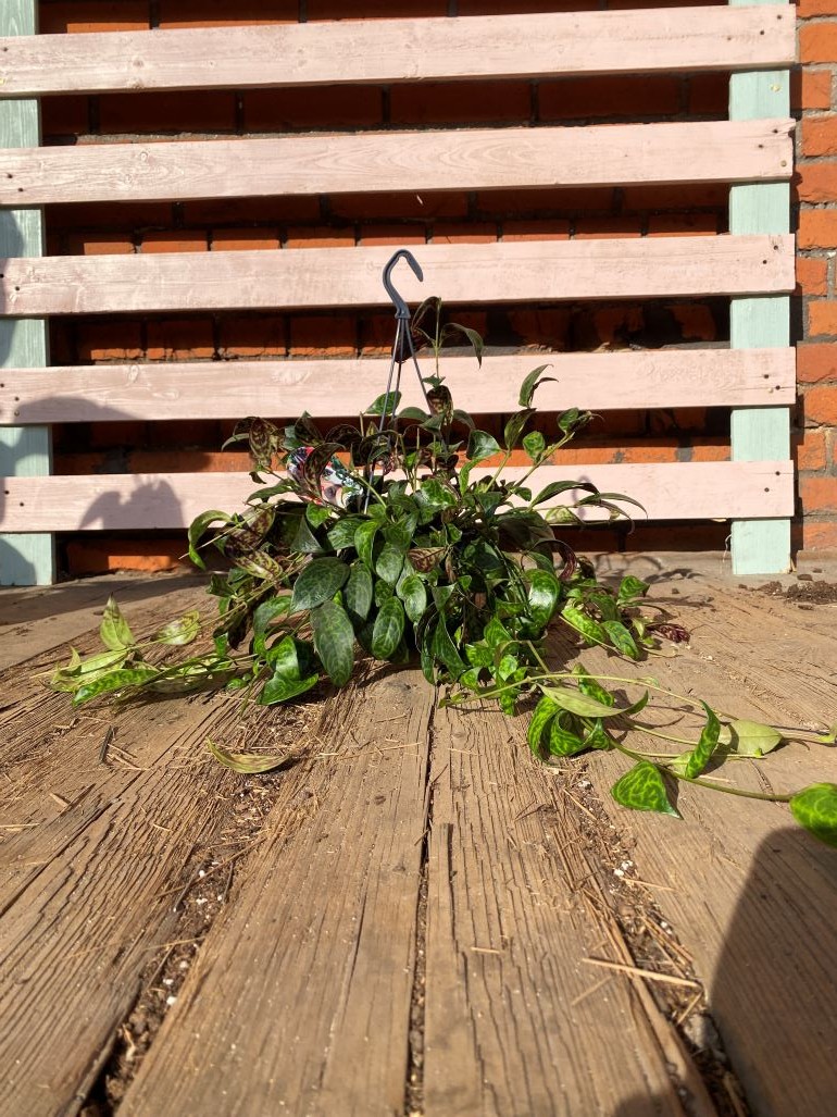 Aeschynanthus Marmoratus