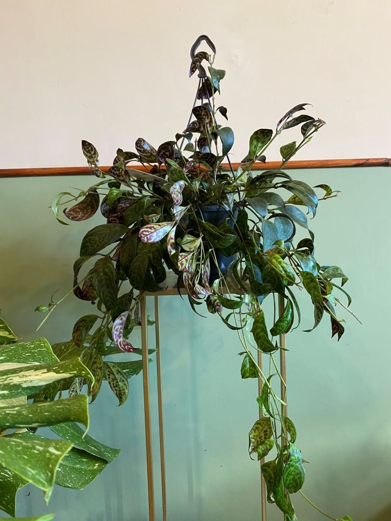 Aeschynanthus Marmoratus