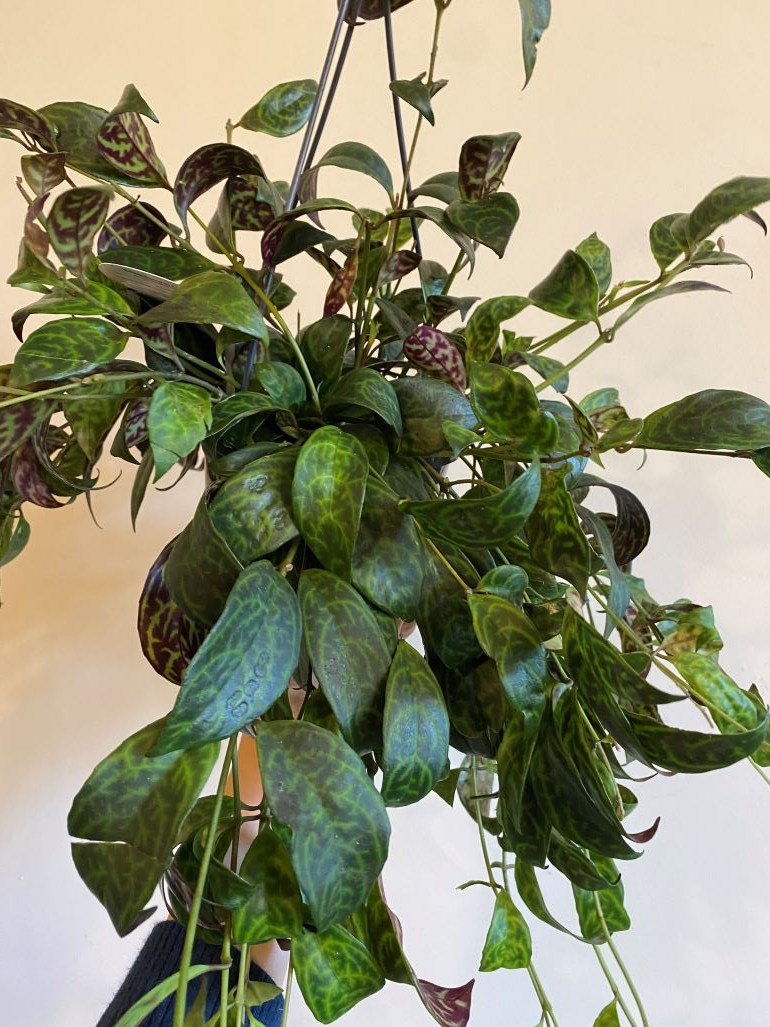 Aeschynanthus Marmoratus