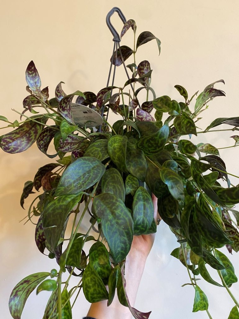 Aeschynanthus Marmoratus