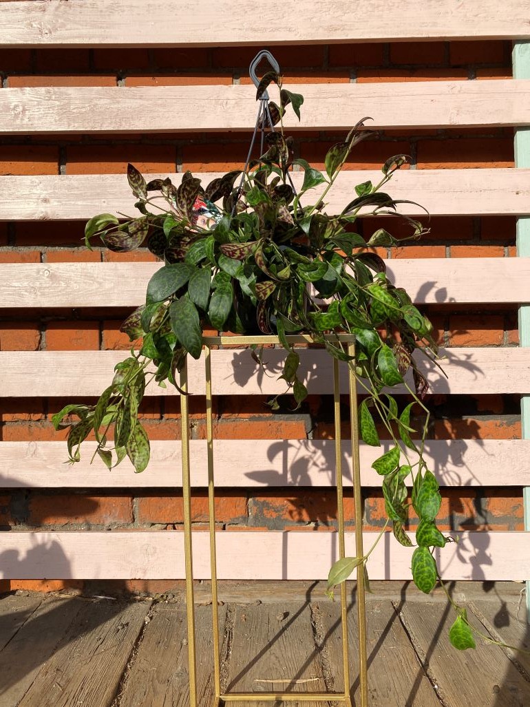 Aeschynanthus Marmoratus