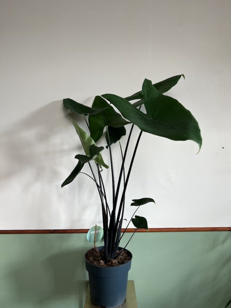 Alocasia Zebrina Black