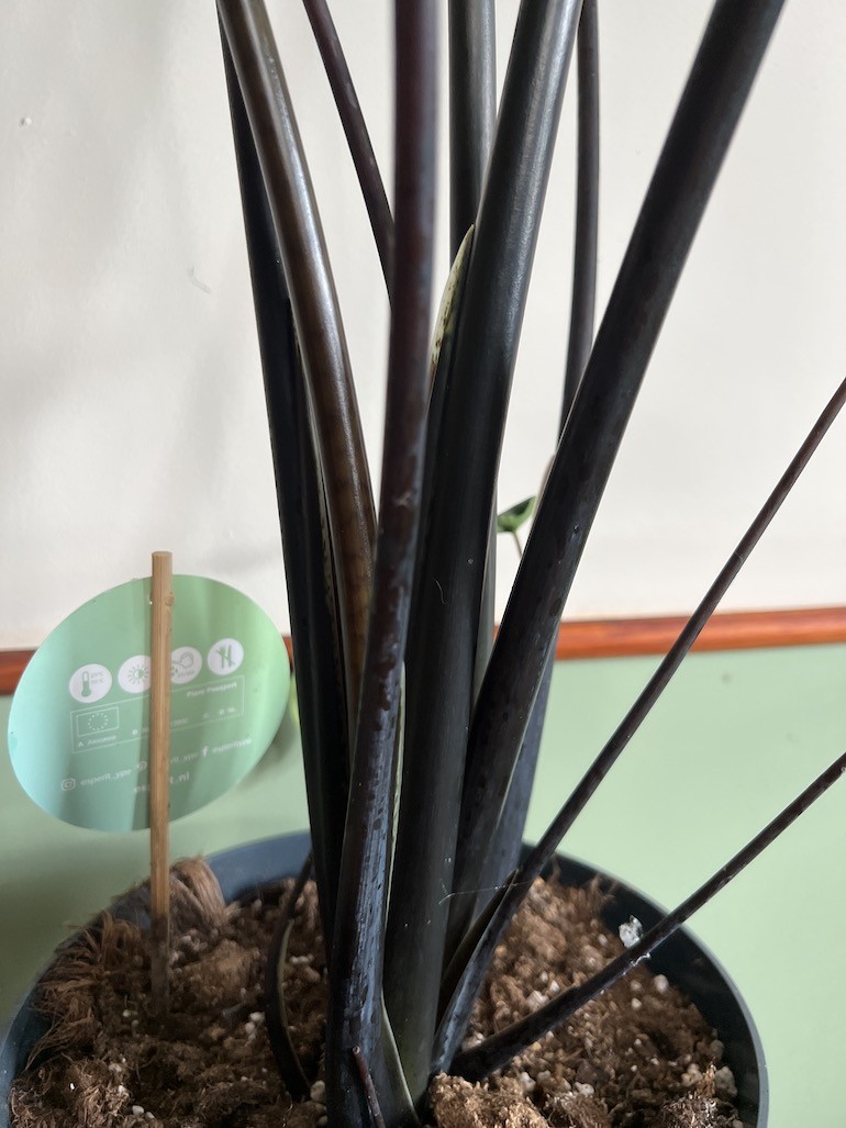 Alocasia Zebrina Black