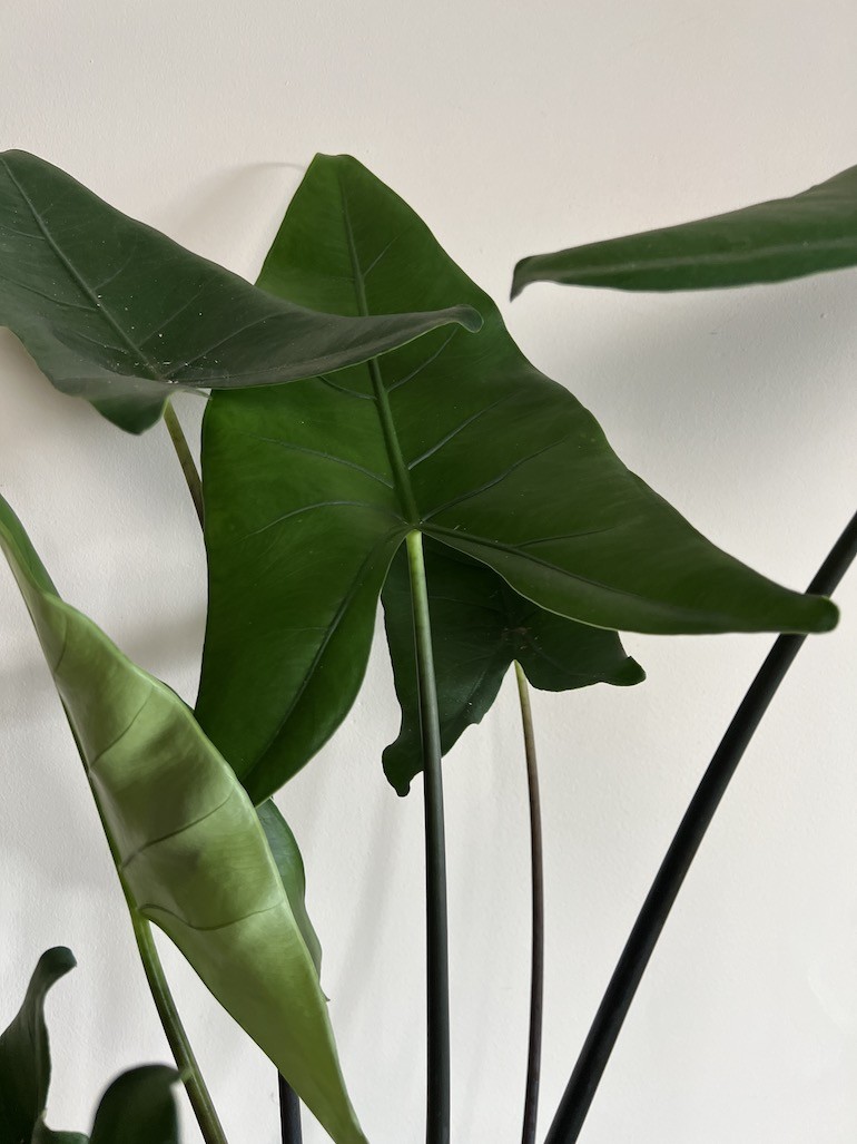 Alocasia Zebrina Black