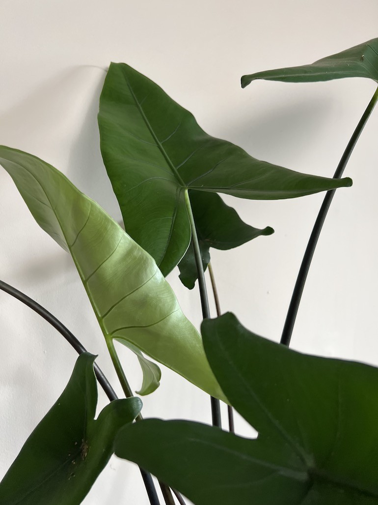 Alocasia Zebrina Black