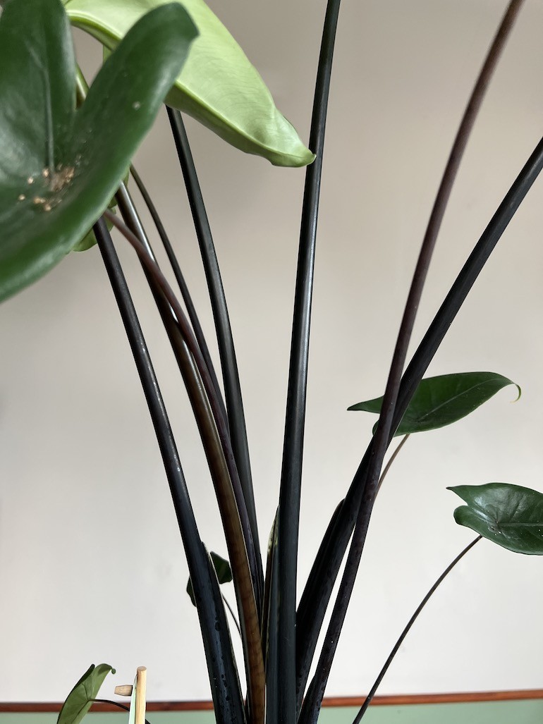 Alocasia Zebrina Black