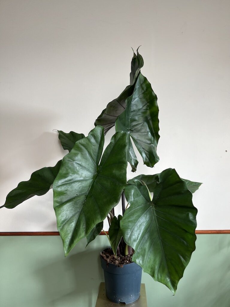 Alocasia Sumo