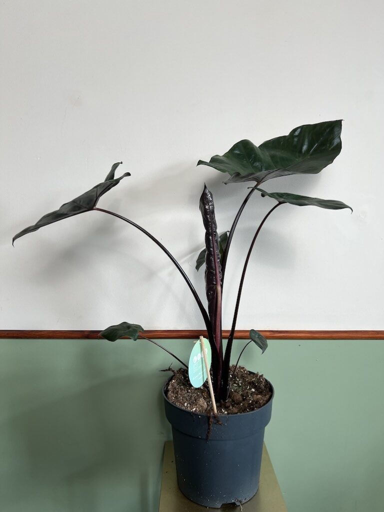 Alocasia Metallica