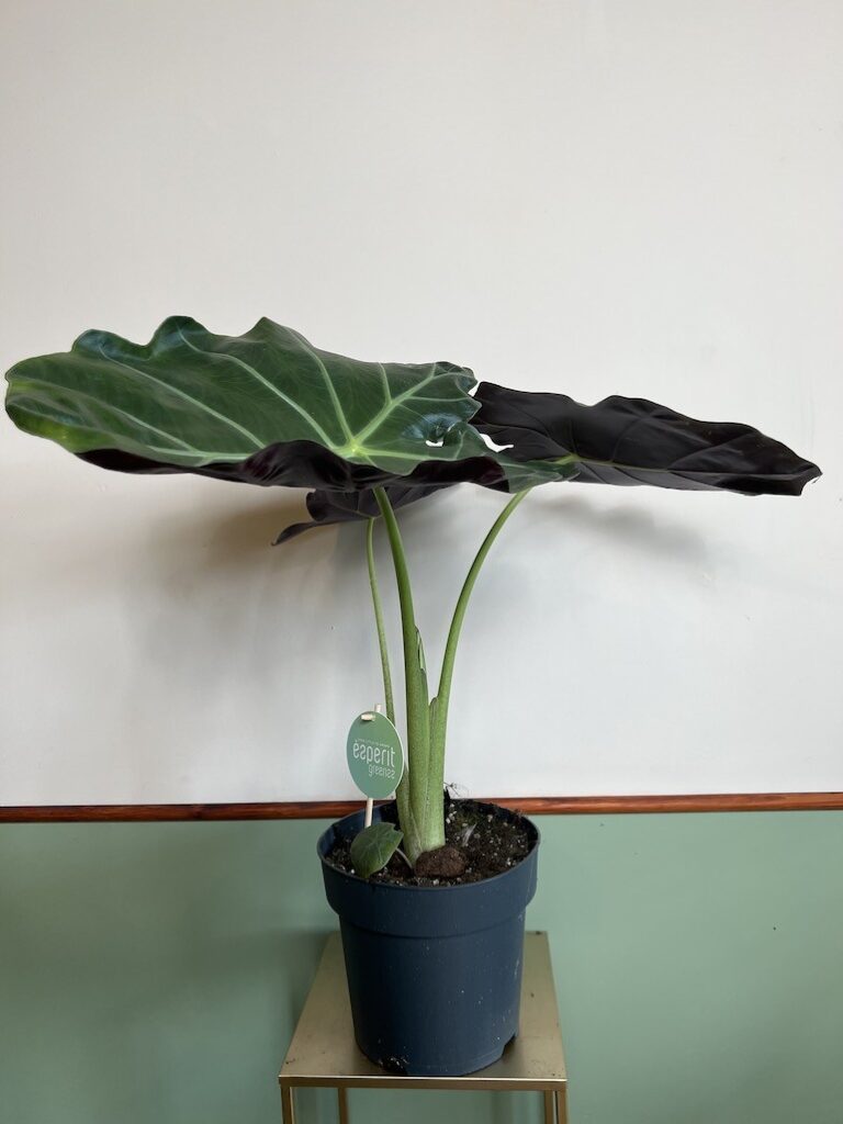 Alocasia Williams