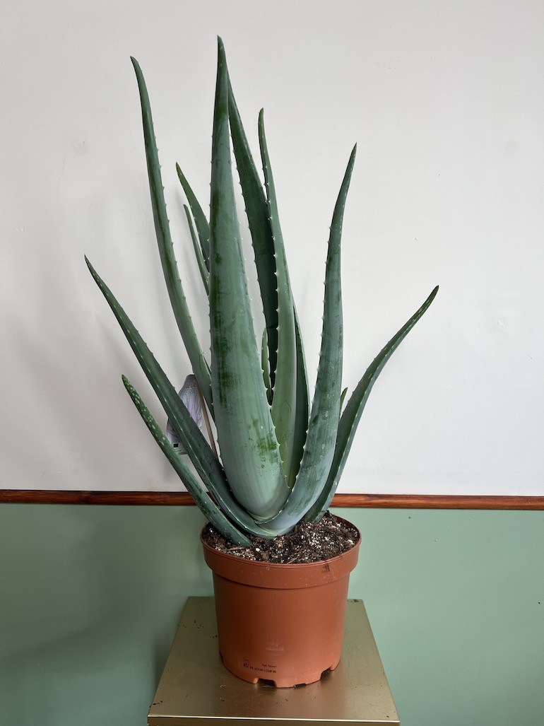 Aloe vera Duża sadzonka