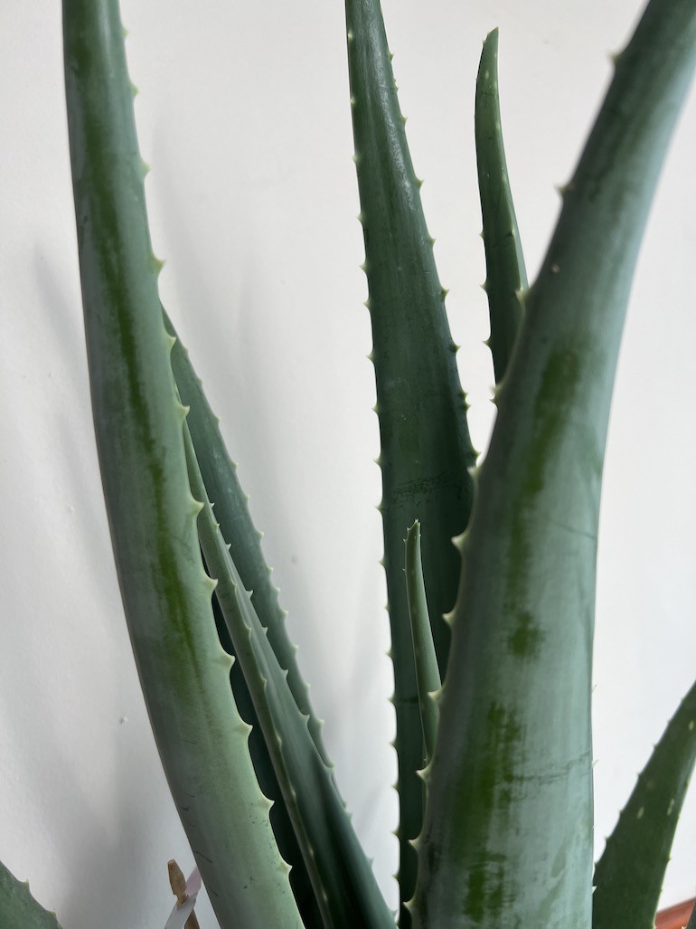 Aloe vera Duża sadzonka