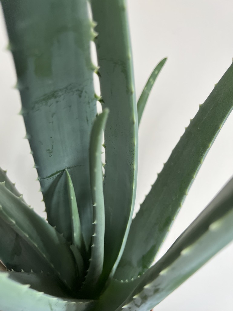 Aloe vera Duża sadzonka