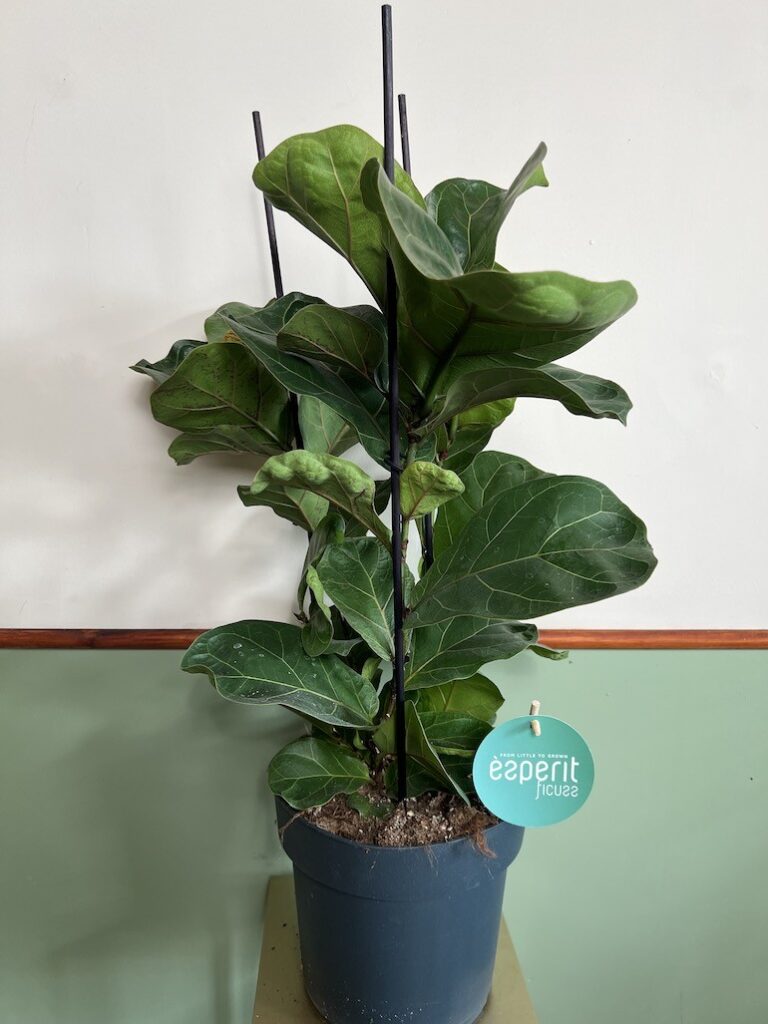Ficus Lyrata Bambino