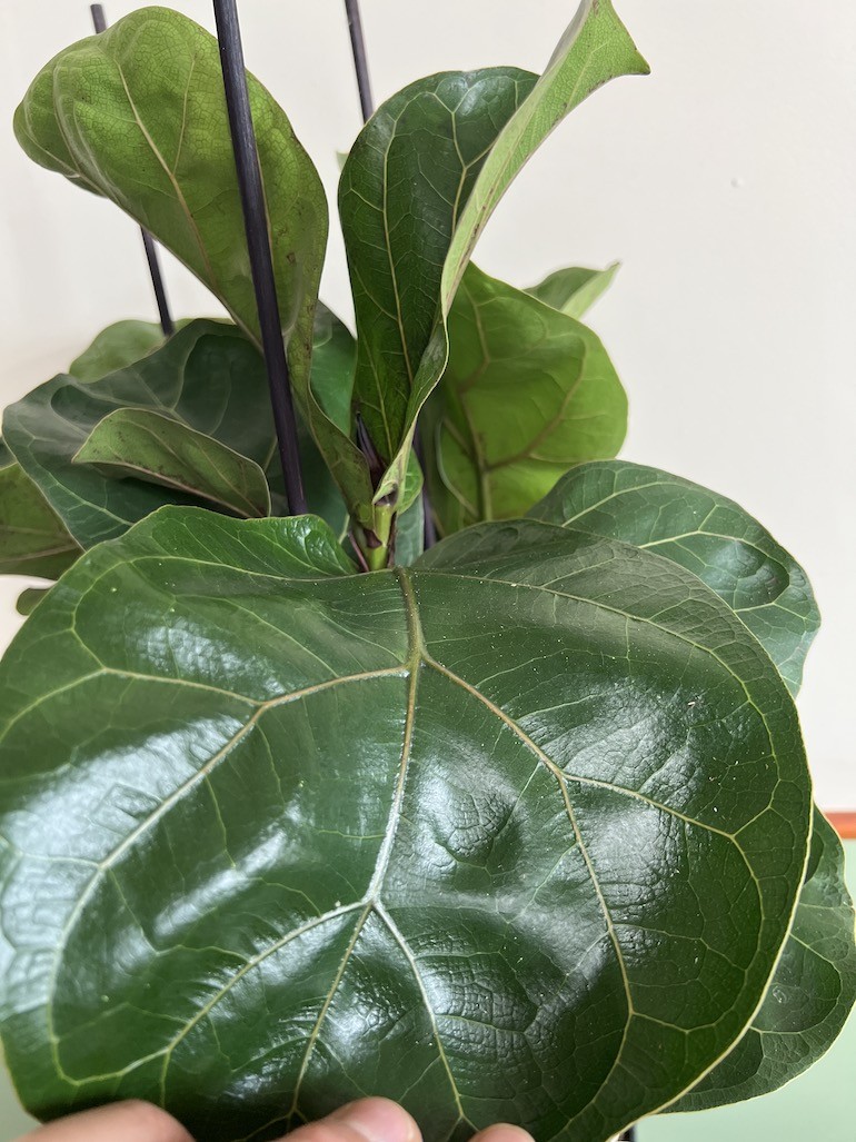 Ficus Lyrata Bambino
