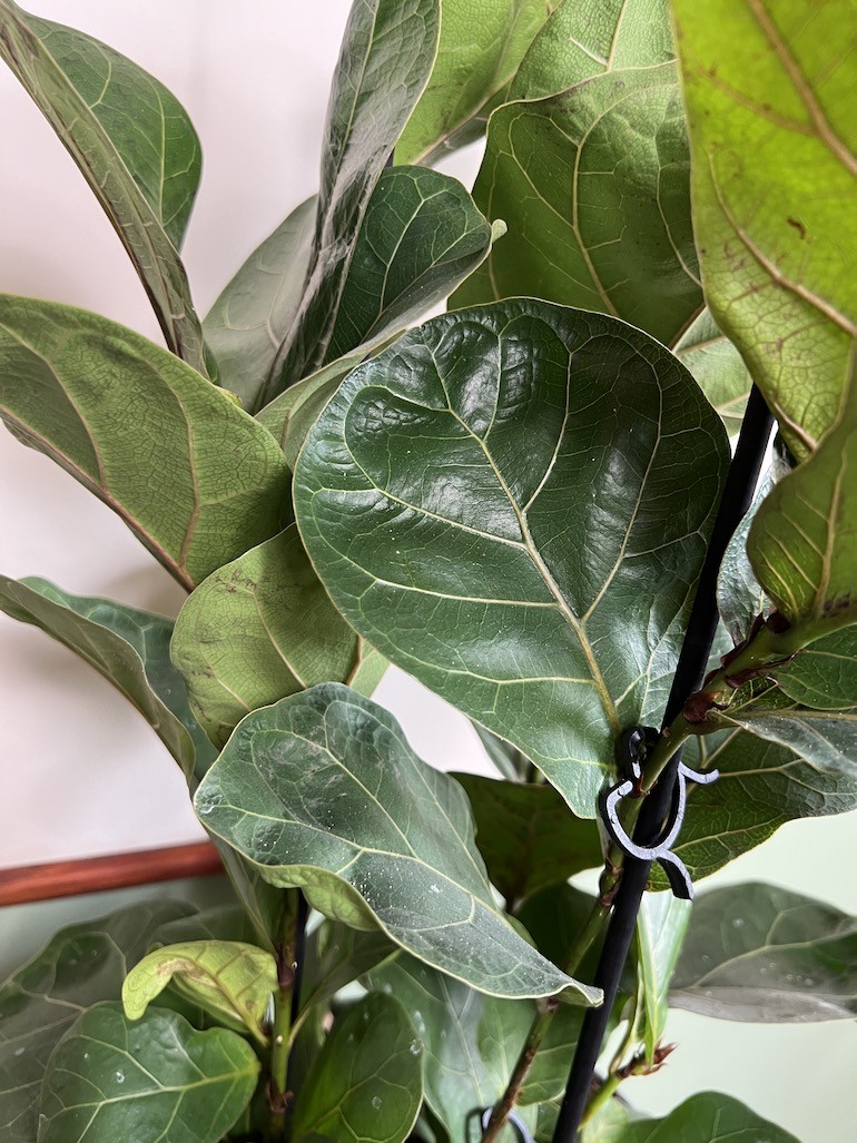 Ficus Lyrata Bambino