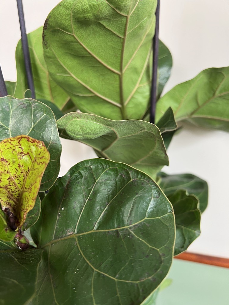 Ficus Lyrata Bambino