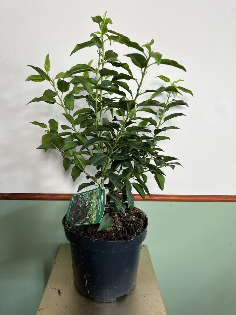 Laurowiśnia Iberyjska Angustifolia