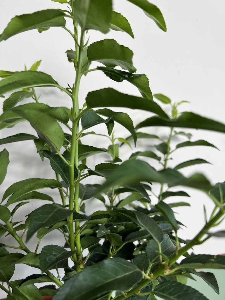 Laurowiśnia Iberyjska Angustifolia