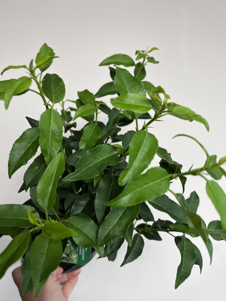 Laurowiśnia Iberyjska Angustifolia