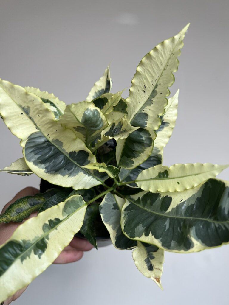 Kroton variegatum 'Tamara' Codiaeum