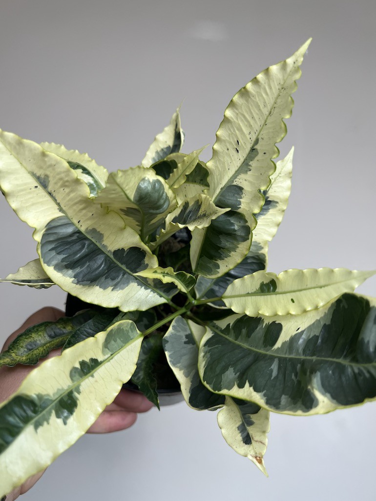 Kroton variegatum ‘Tamara’ Codiaeum