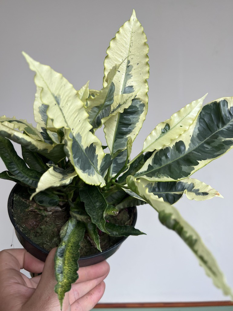Kroton variegatum ‘Tamara’ Codiaeum