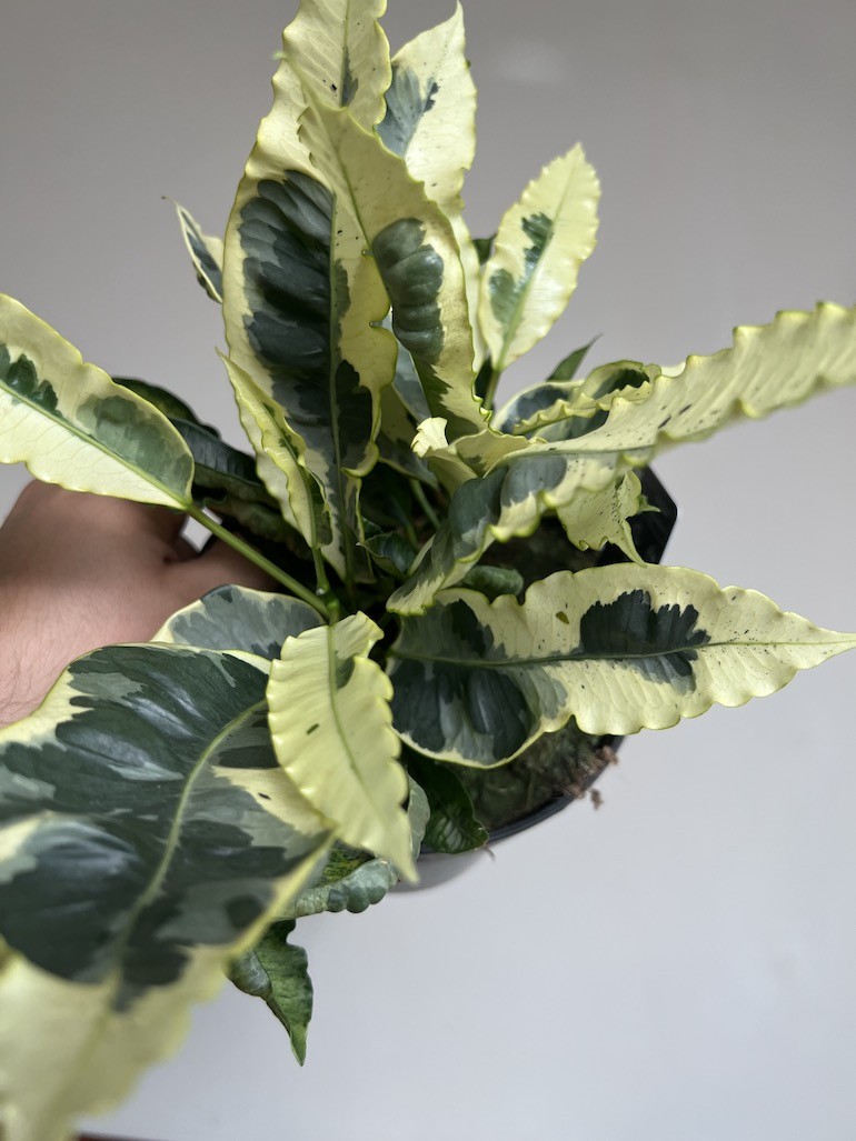 Kroton variegatum ‘Tamara’ Codiaeum