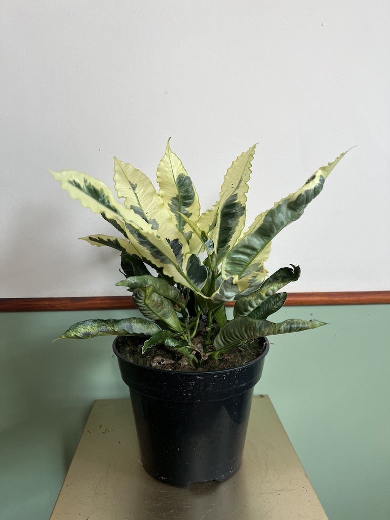 Kroton variegatum ‘Tamara’ Codiaeum