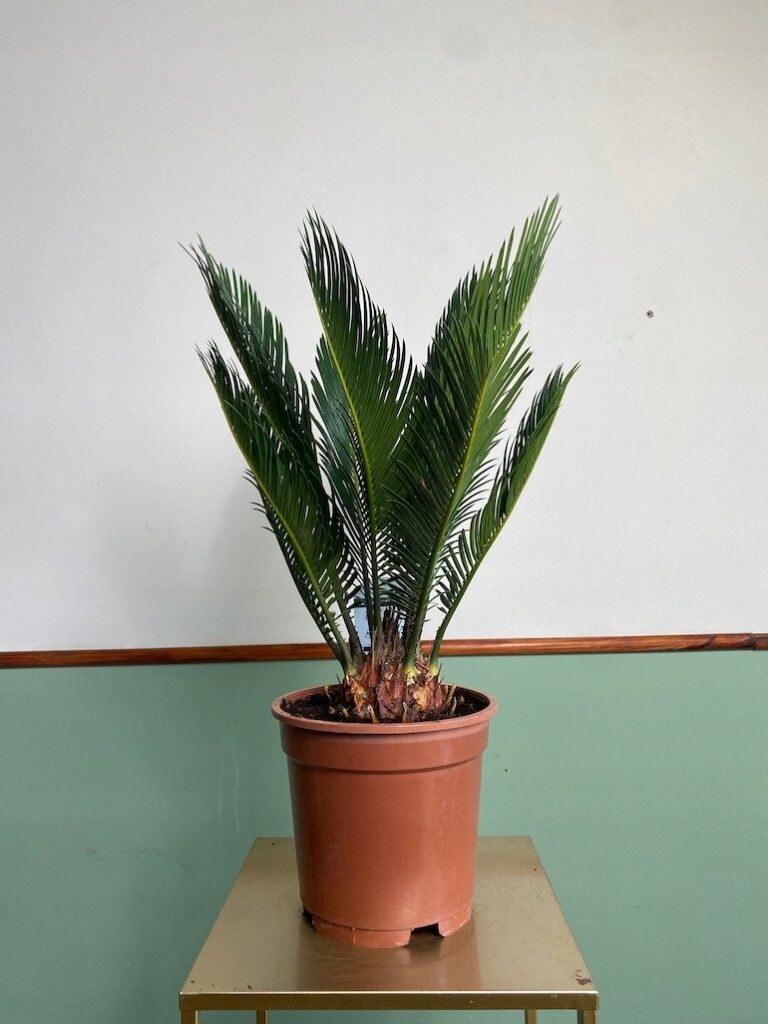 Cykas Revoluta (palma cycas)