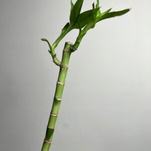 Lucky Bamboo 70 cm