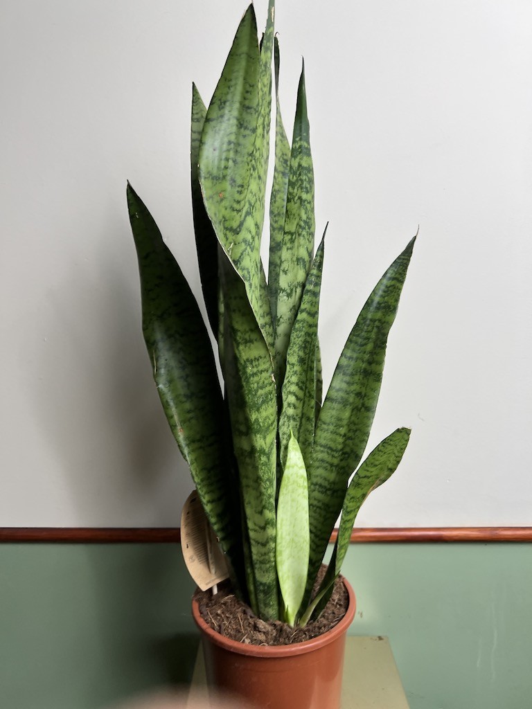 Sansevieria zeylanica
