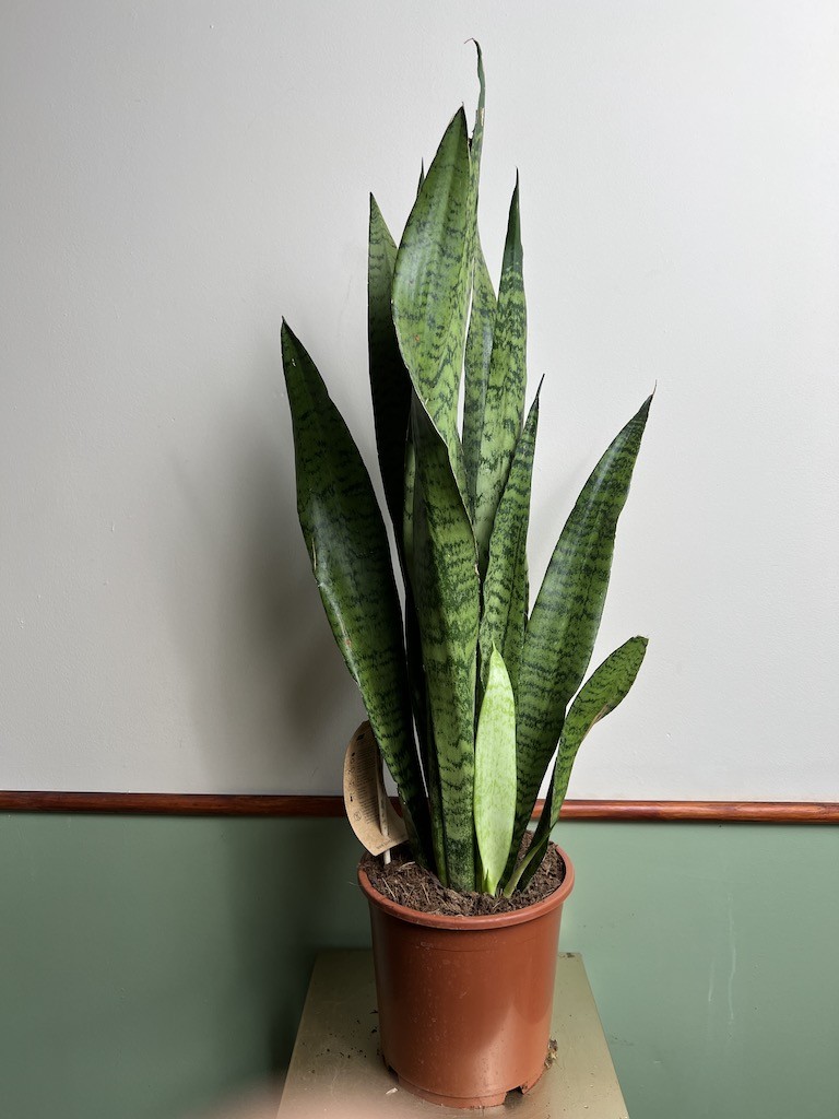 Sansevieria zeylanica