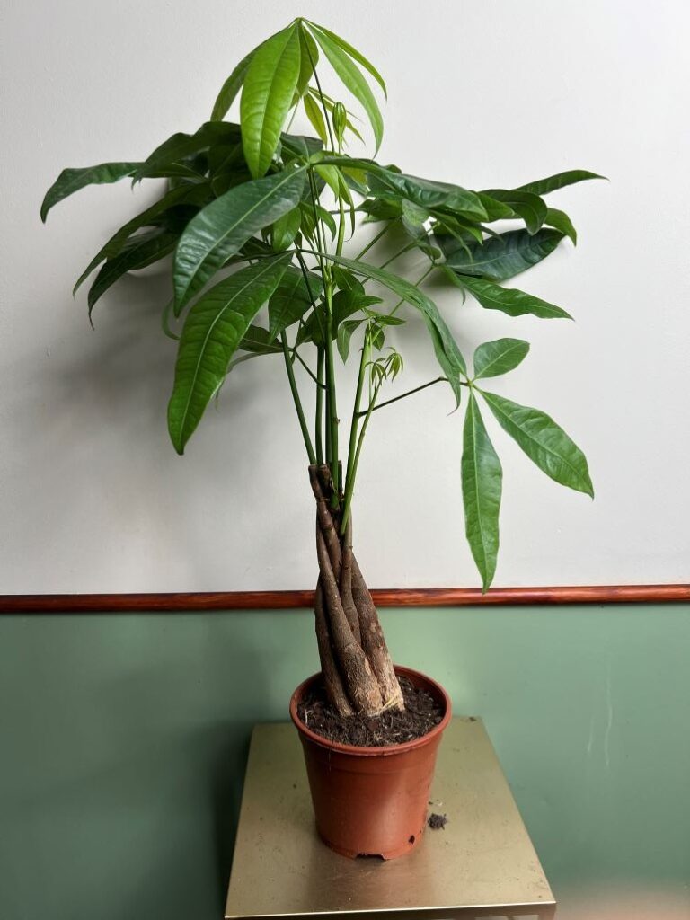 Pachira aquatica wodna (duża)