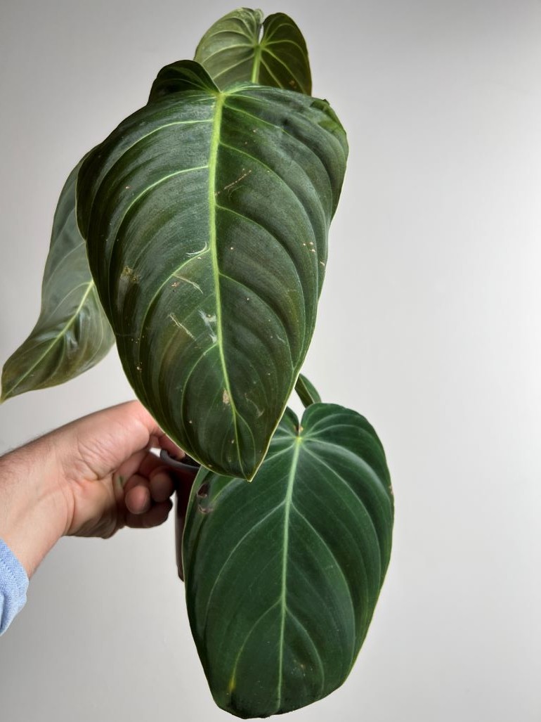 Philodendron Melanochrysum