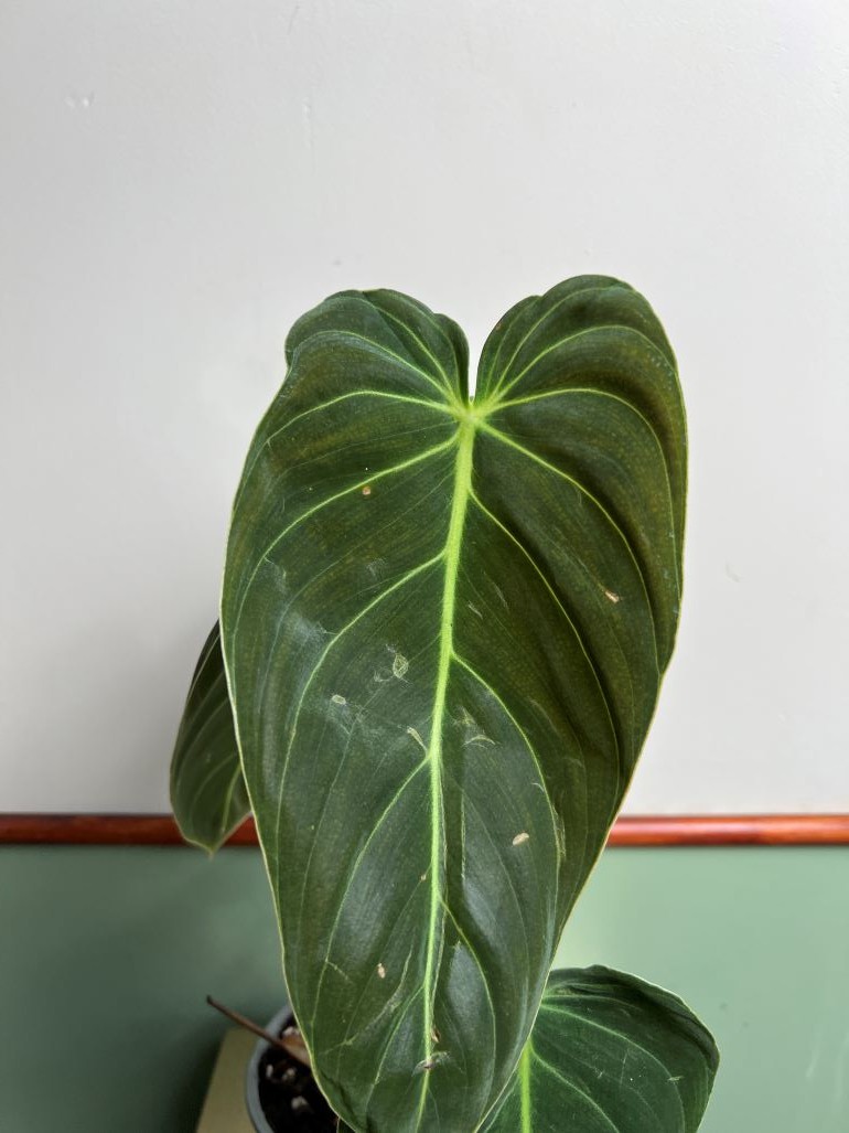 Philodendron Melanochrysum