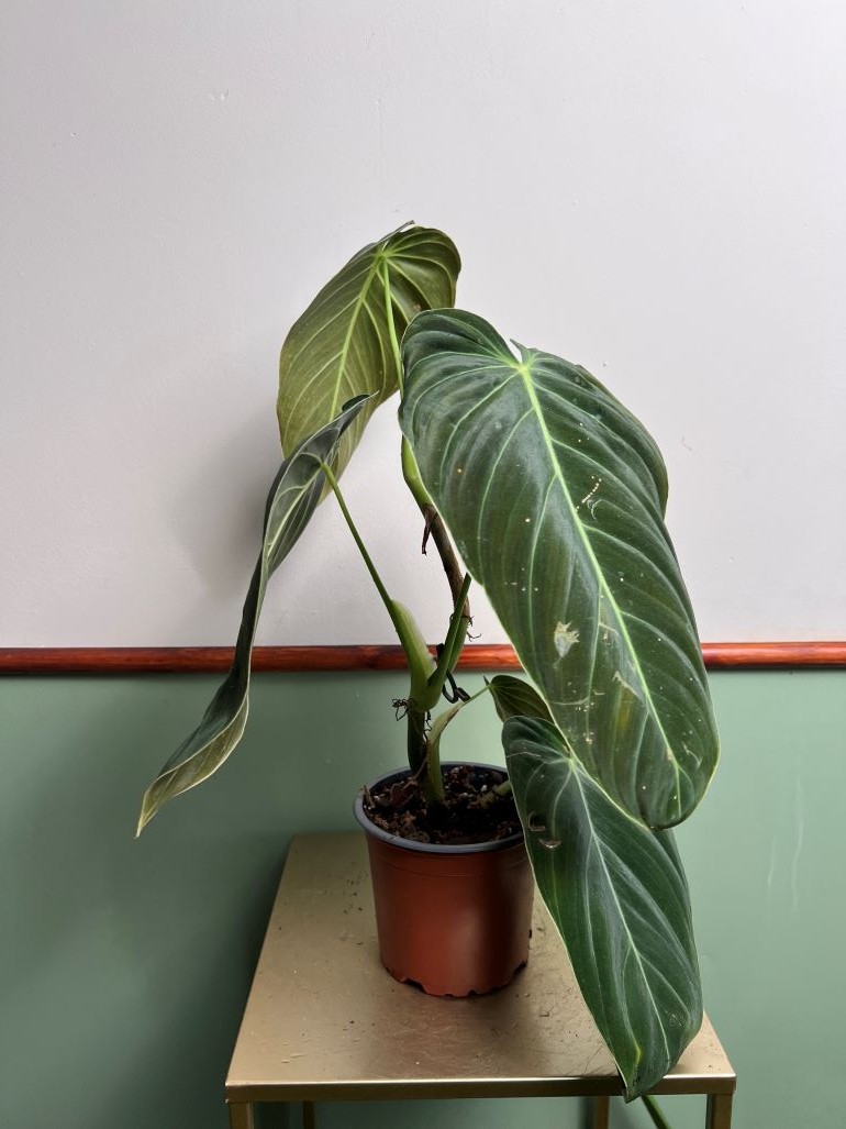 Philodendron Melanochrysum