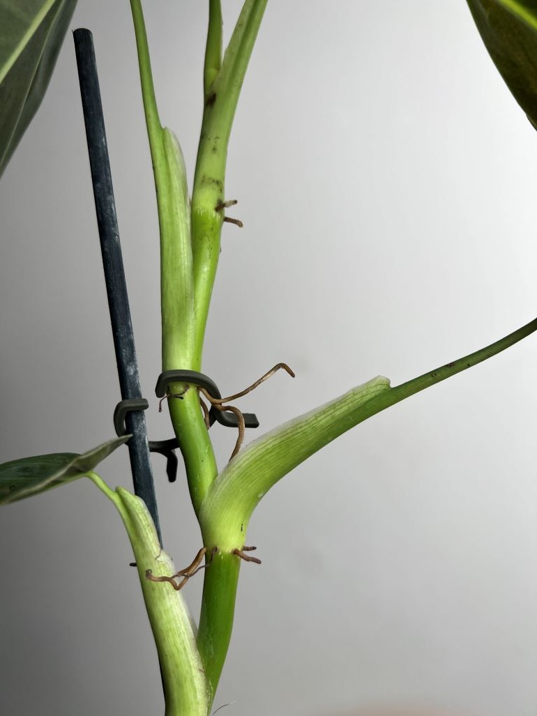 Philodendron Melanochrysum