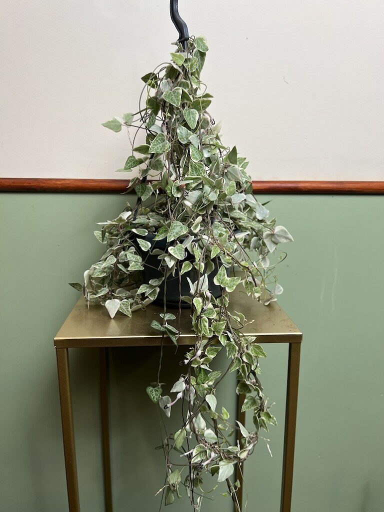 Ceropegia Merel