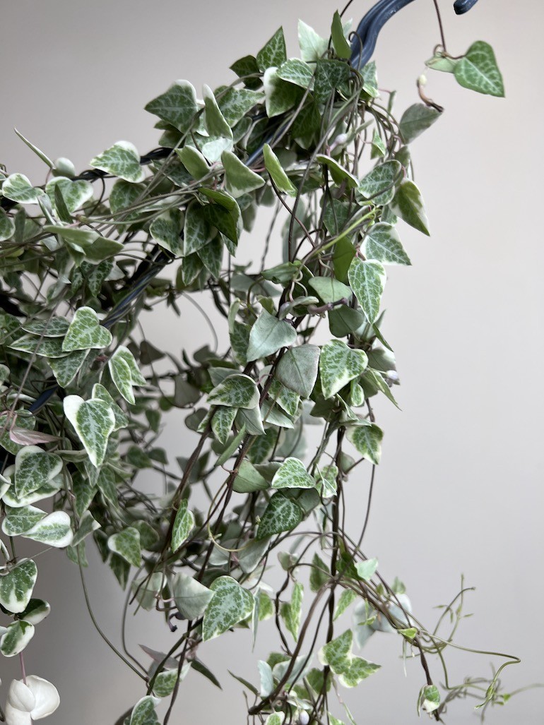 Ceropegia Merel