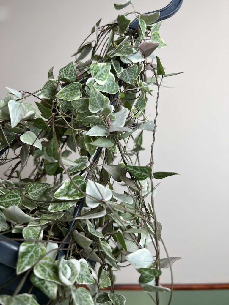 Ceropegia Merel