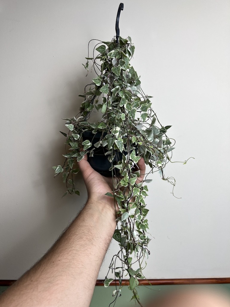 Ceropegia Merel