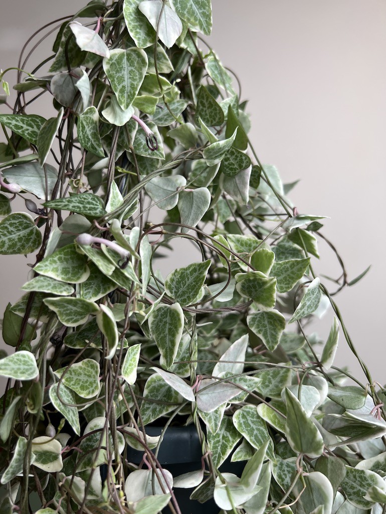 Ceropegia Merel