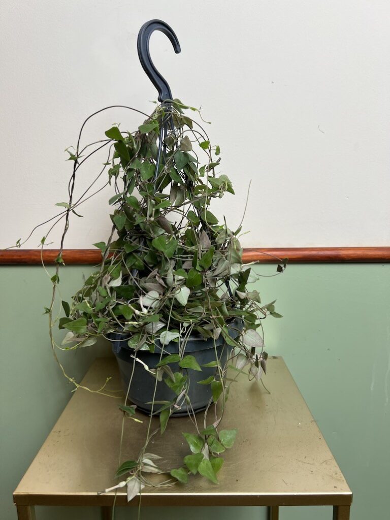 Ceropegia Remy
