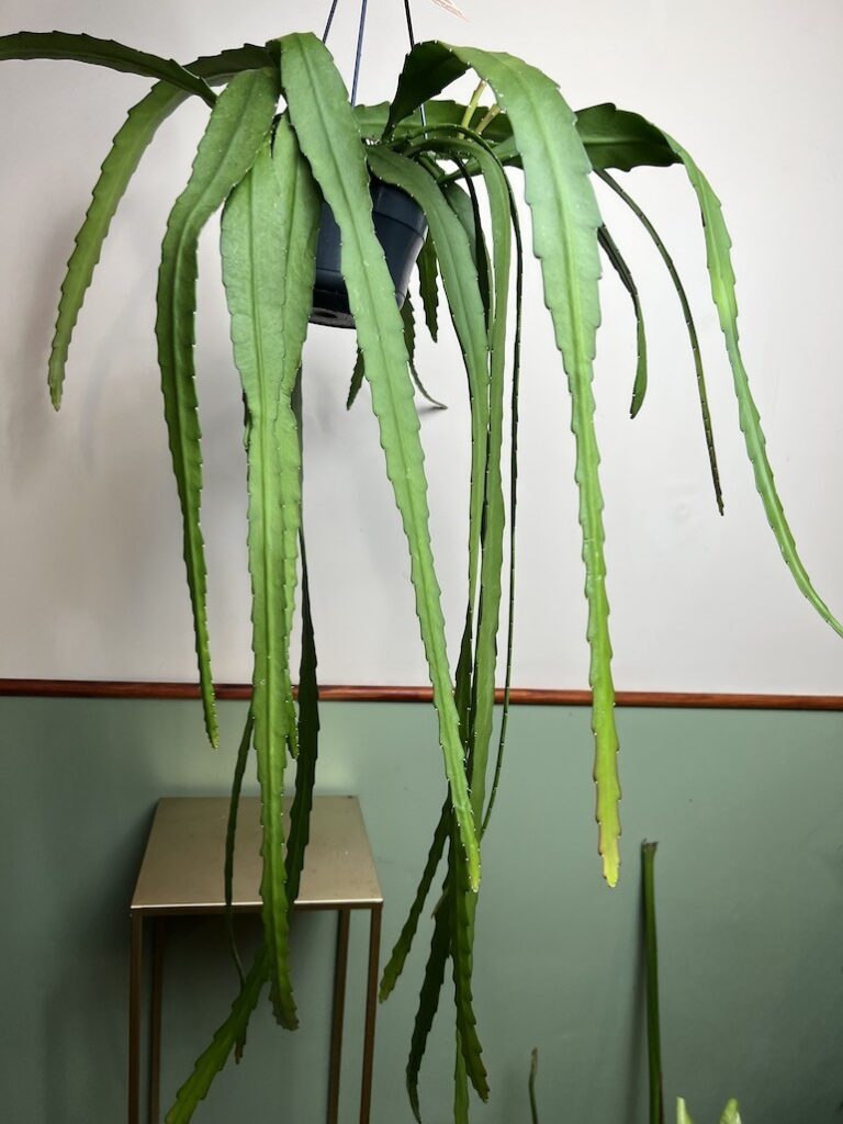 Epiphyllum ackermanii