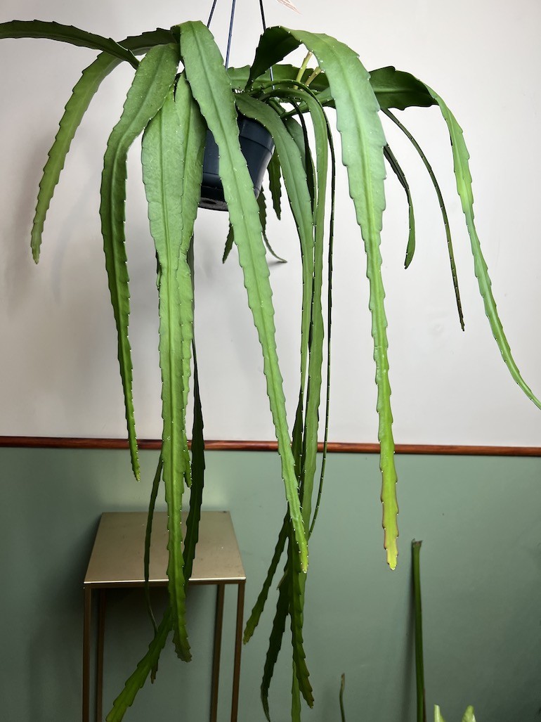 Epiphyllum ackermanii