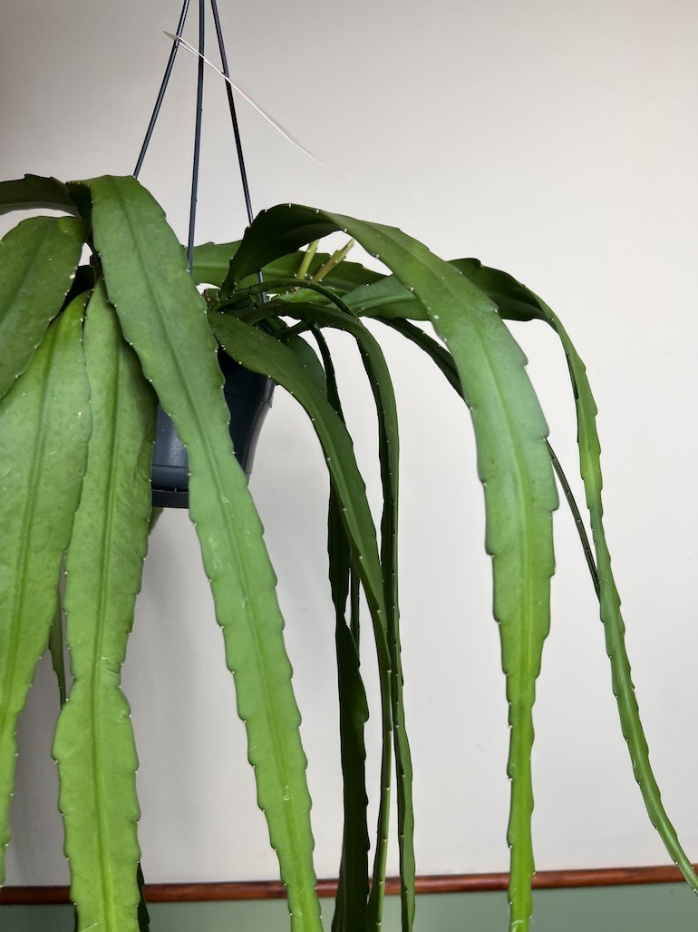 Epiphyllum ackermanii